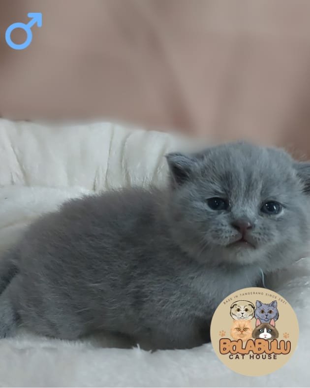 Blu kucing ras lucu Bola Bulu Cat House