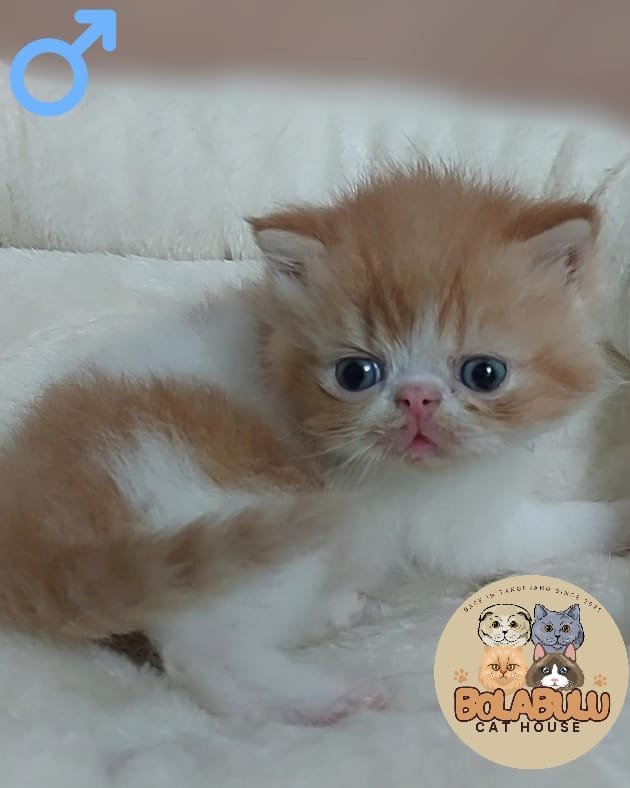 Atlas kucing ras lucu Bola Bulu Cat House