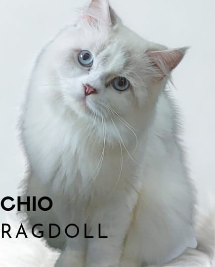 Aurì British Shorthair (BSH) Tangerang