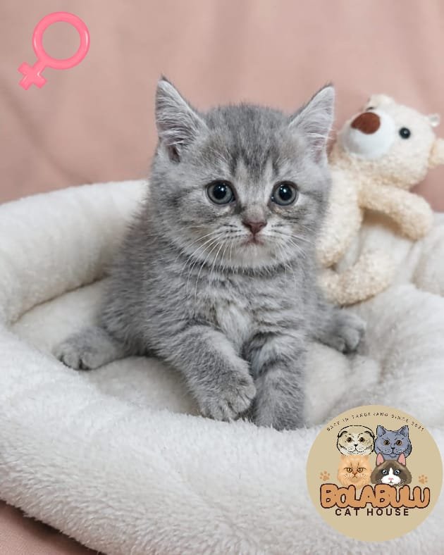 Aurora kucing ras lucu Bola Bulu Cat House