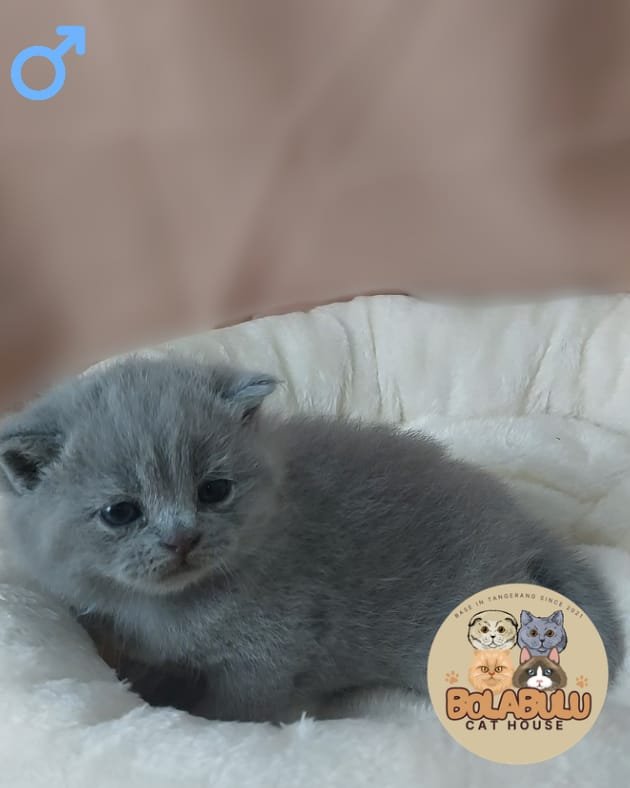 Lùi kucing ras lucu Bola Bulu Cat House