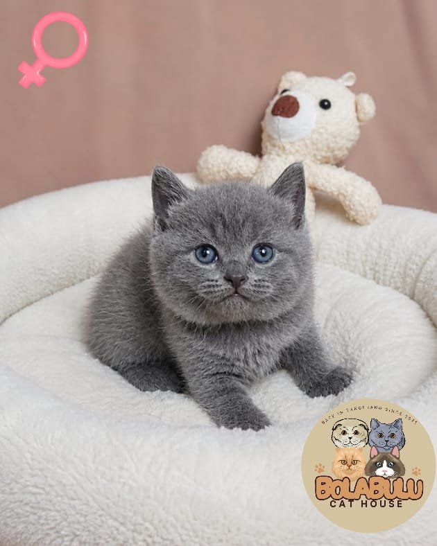Chanelle kucing ras lucu Bola Bulu Cat House