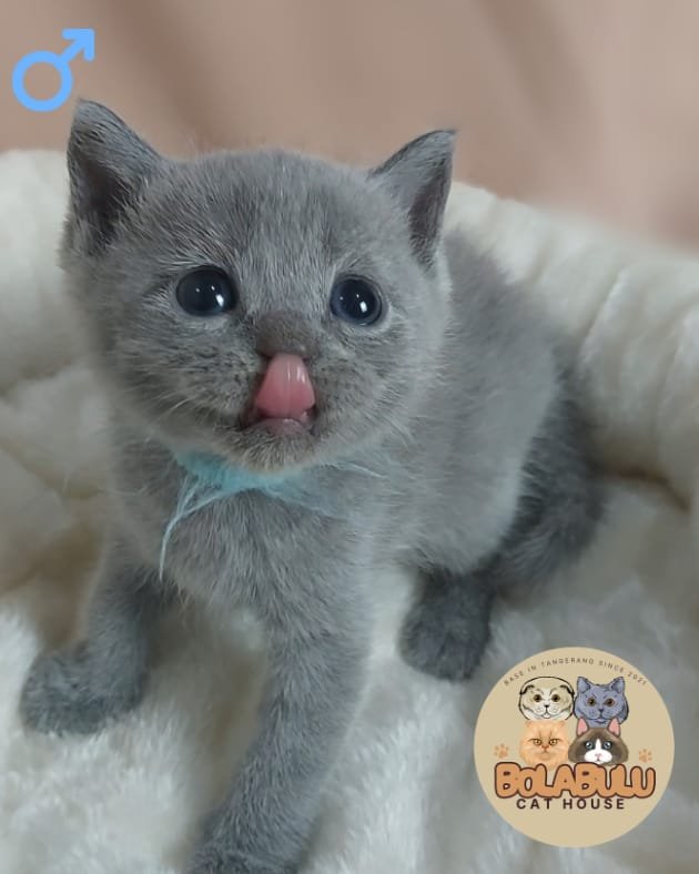 Azure kucing ras lucu Bola Bulu Cat House