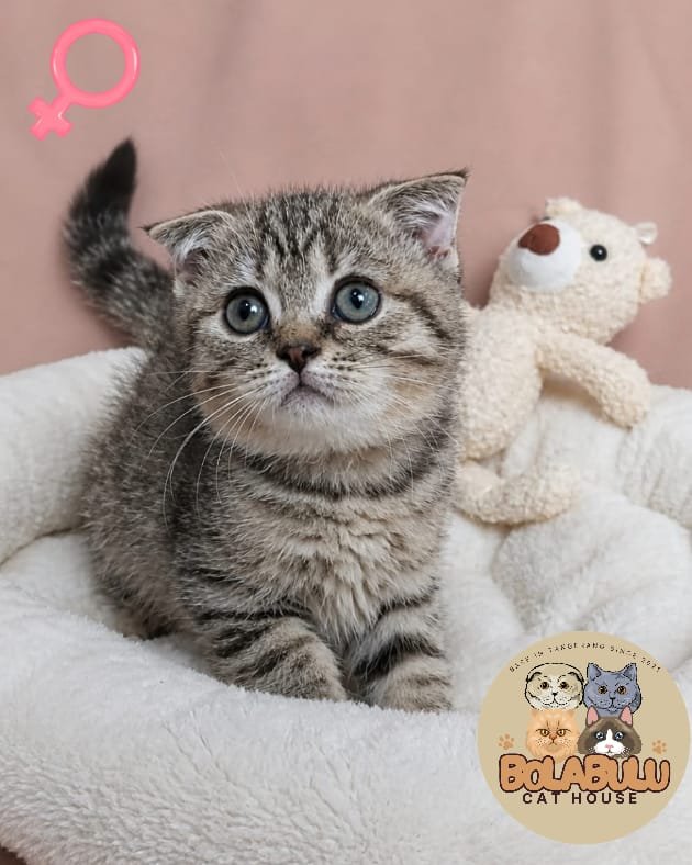 Suny kucing ras lucu Bola Bulu Cat House