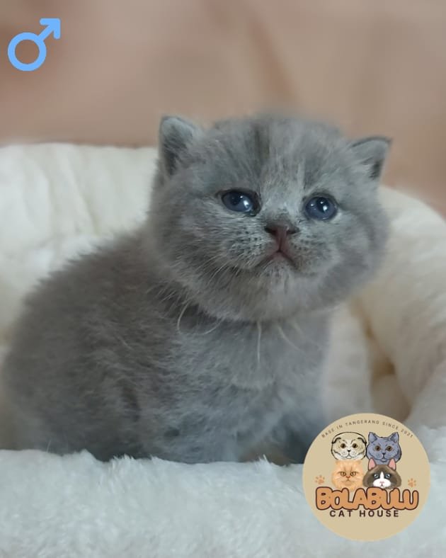 Cièl kucing ras lucu Bola Bulu Cat House