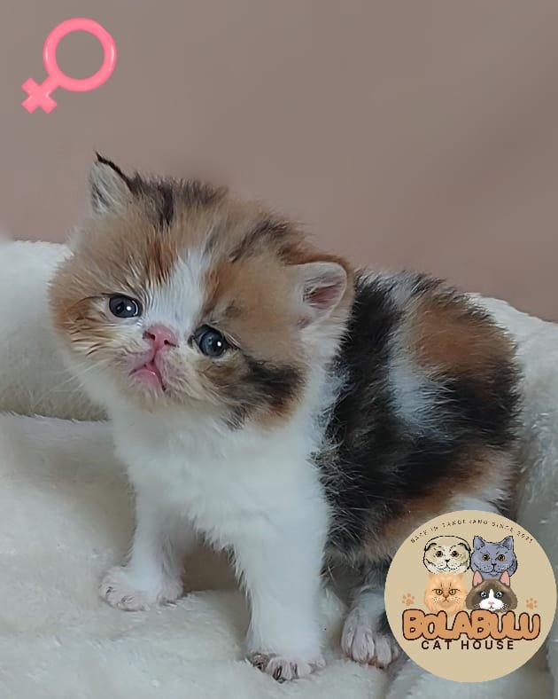 Lyra kucing ras lucu Bola Bulu Cat House