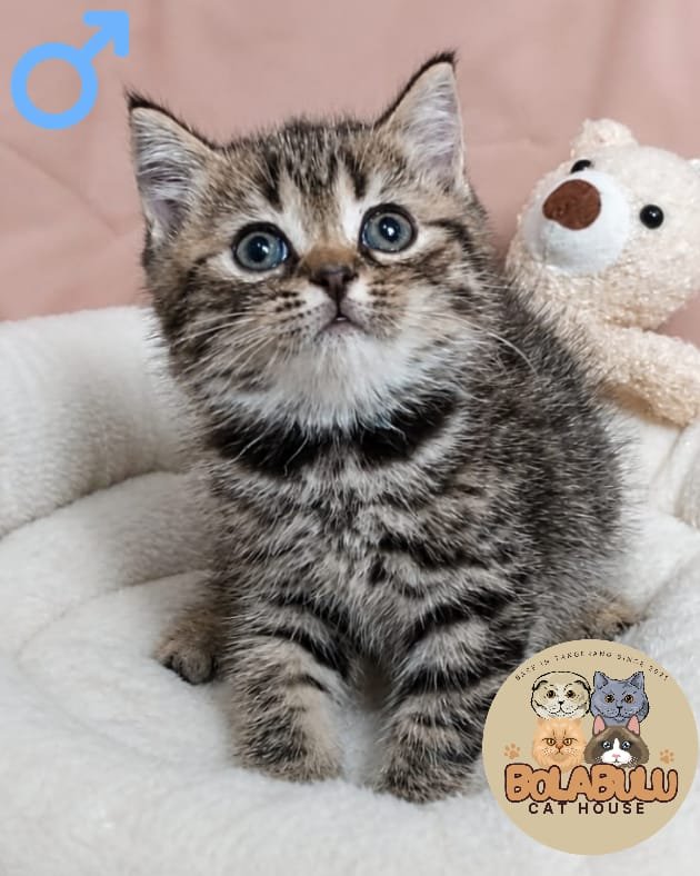 Leo kucing ras lucu Bola Bulu Cat House