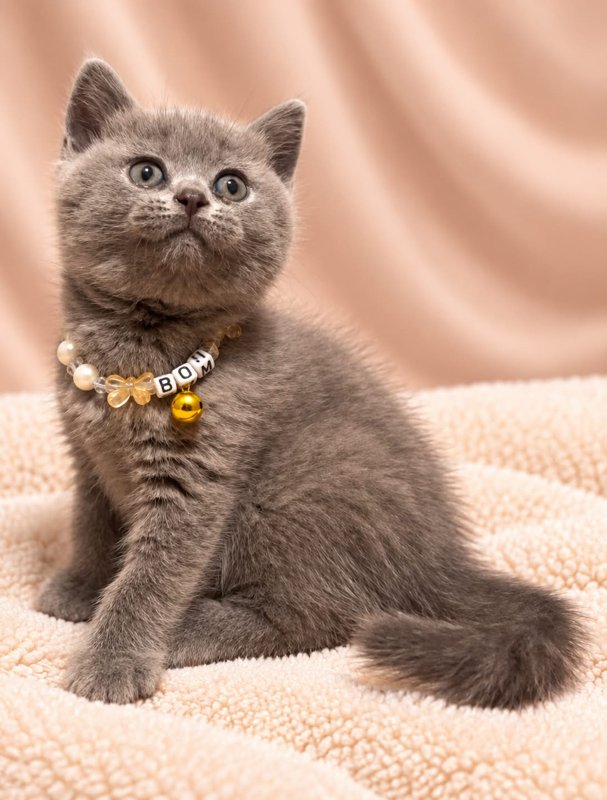 Bom kucing ras lucu Bola Bulu Cat House