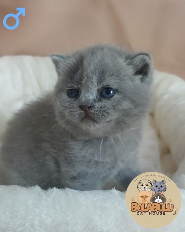 Cièl kucing ras lucu Bola Bulu Cat House