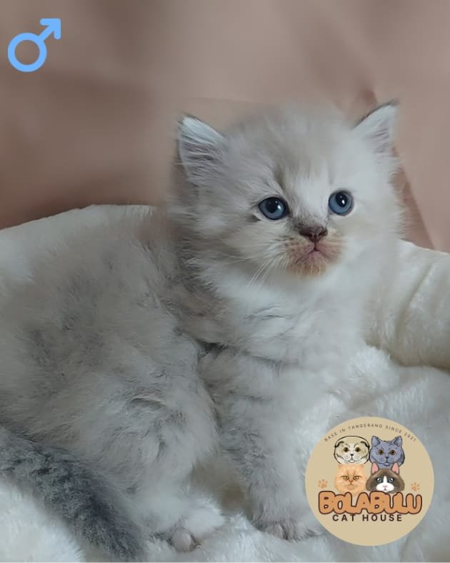 Millo kucing ras lucu Bola Bulu Cat House