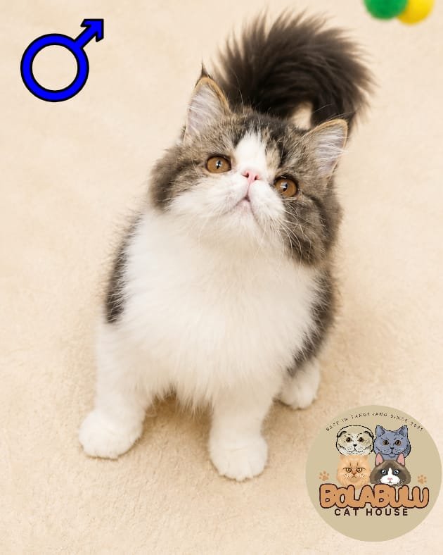 Miko kucing ras lucu Bola Bulu Cat House