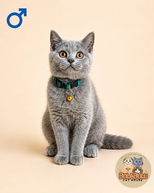Zippy kucing ras lucu Bola Bulu Cat House