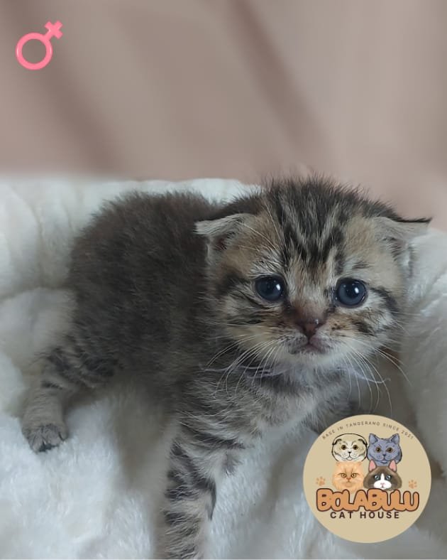 Suny kucing ras lucu Bola Bulu Cat House