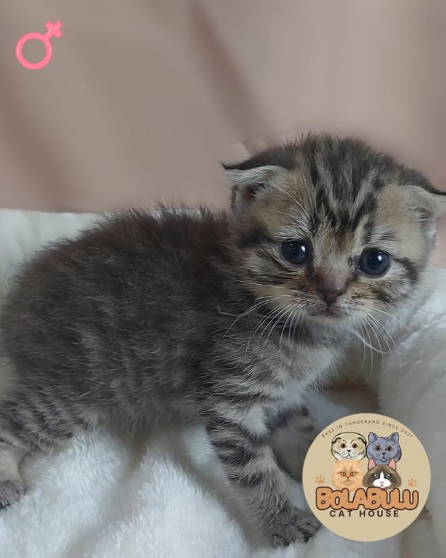 Suny kucing ras lucu Bola Bulu Cat House