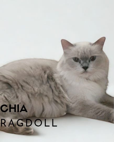 Aurì British Shorthair (BSH) Tangerang