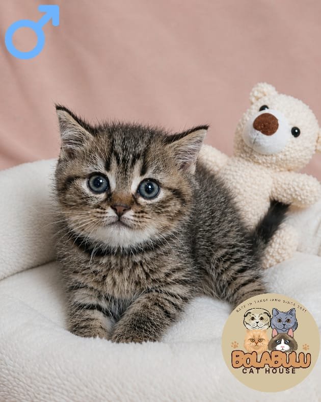 Choco kucing ras lucu Bola Bulu Cat House