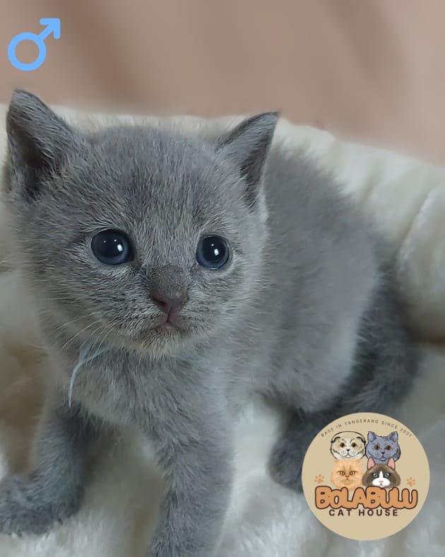 Azure kucing ras lucu Bola Bulu Cat House