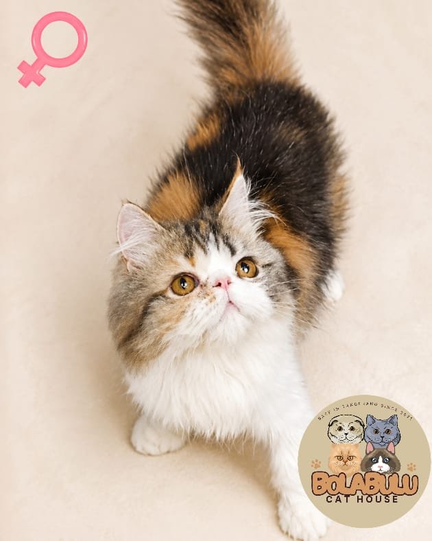 Chimy kucing ras lucu Bola Bulu Cat House