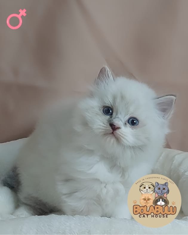 Aurì kucing ras lucu Bola Bulu Cat House