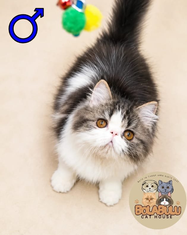 Miko kucing ras lucu Bola Bulu Cat House