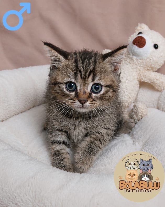 Toffee kucing ras lucu Bola Bulu Cat House