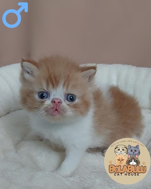 Atlas kucing ras lucu Bola Bulu Cat House