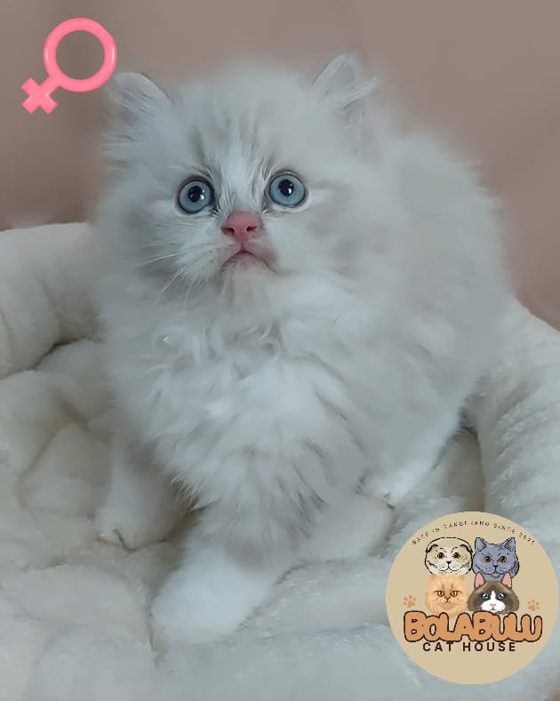 Luna kucing ras lucu Bola Bulu Cat House