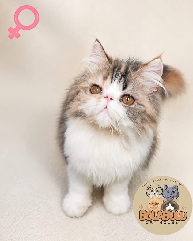 Chimy kucing ras lucu Bola Bulu Cat House