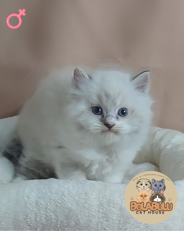 Aurì kucing ras lucu Bola Bulu Cat House