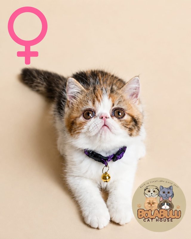 Lyra kucing ras lucu Bola Bulu Cat House
