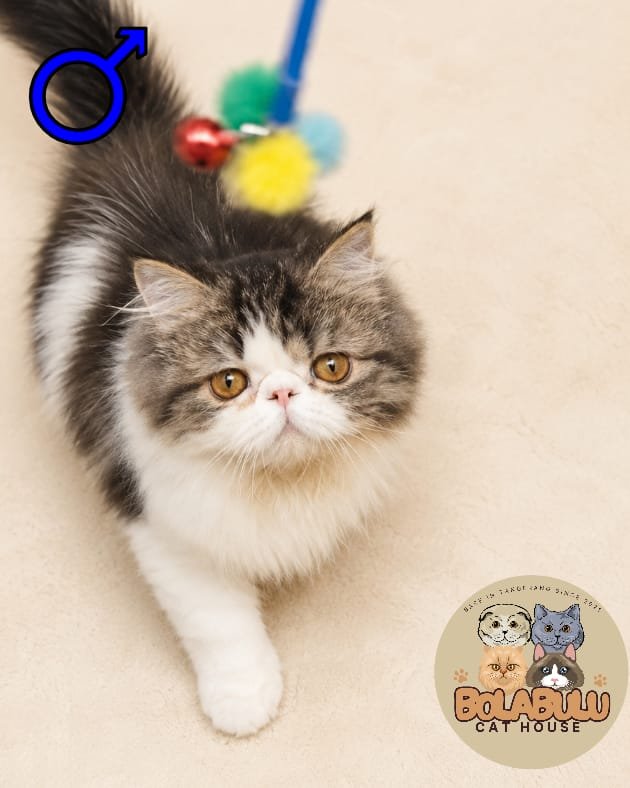 Miko kucing ras lucu Bola Bulu Cat House