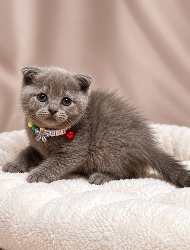 Mochi kucing ras lucu Bola Bulu Cat House