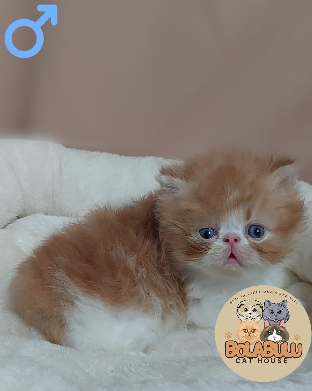 Orion kucing ras lucu Bola Bulu Cat House