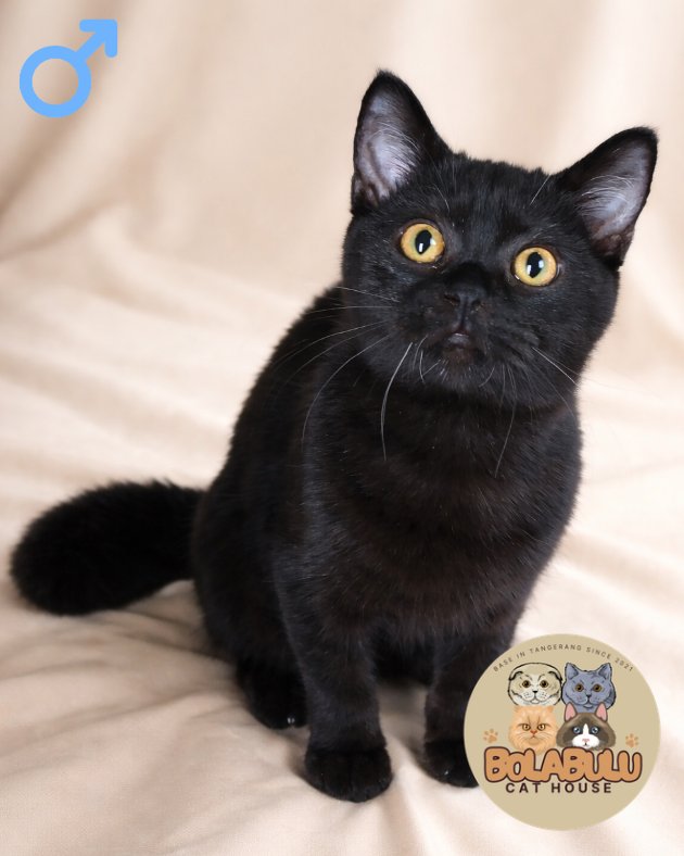 Kairo kucing ras lucu Bola Bulu Cat House