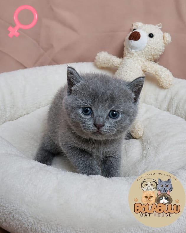 Gracie kucing ras lucu Bola Bulu Cat House