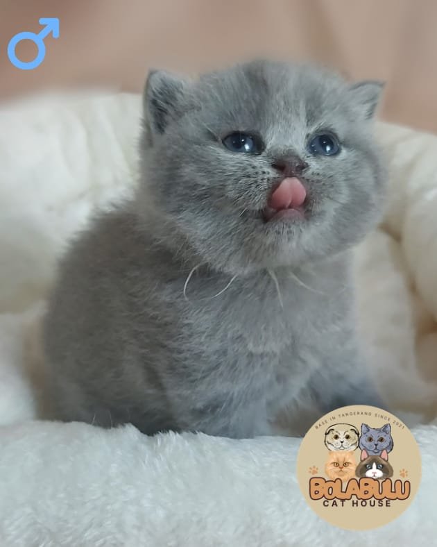 Cièl kucing ras lucu Bola Bulu Cat House