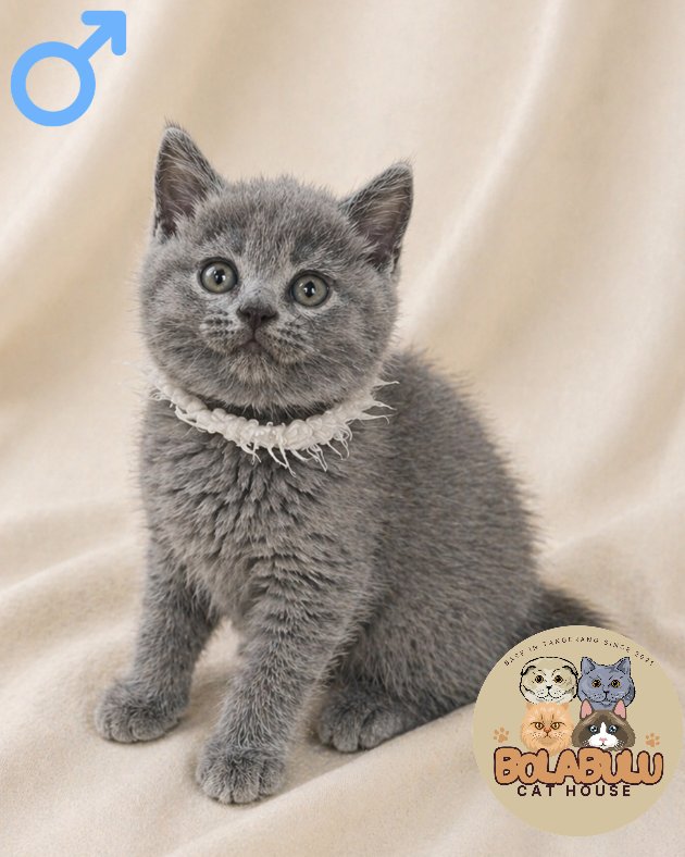 Lùi kucing ras lucu Bola Bulu Cat House