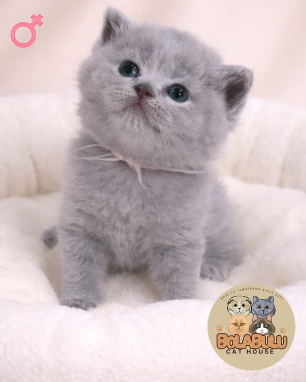 Elara kucing ras lucu Bola Bulu Cat House