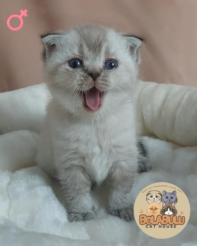 Sora kucing ras lucu Bola Bulu Cat House