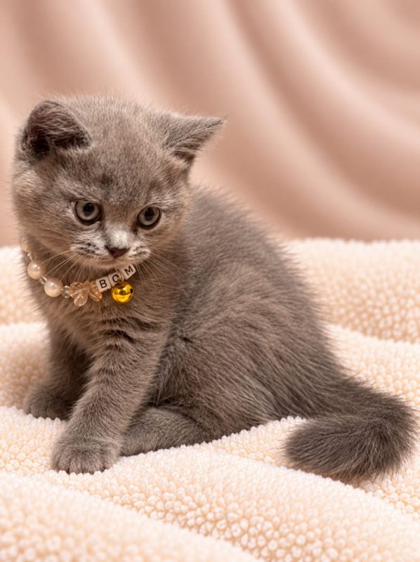 Bom kucing ras lucu Bola Bulu Cat House