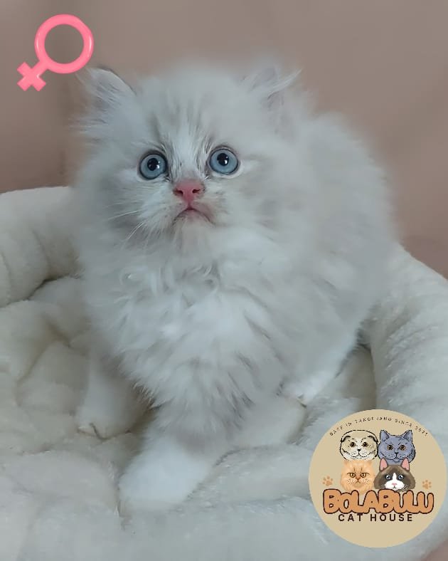 Luna kucing ras lucu Bola Bulu Cat House