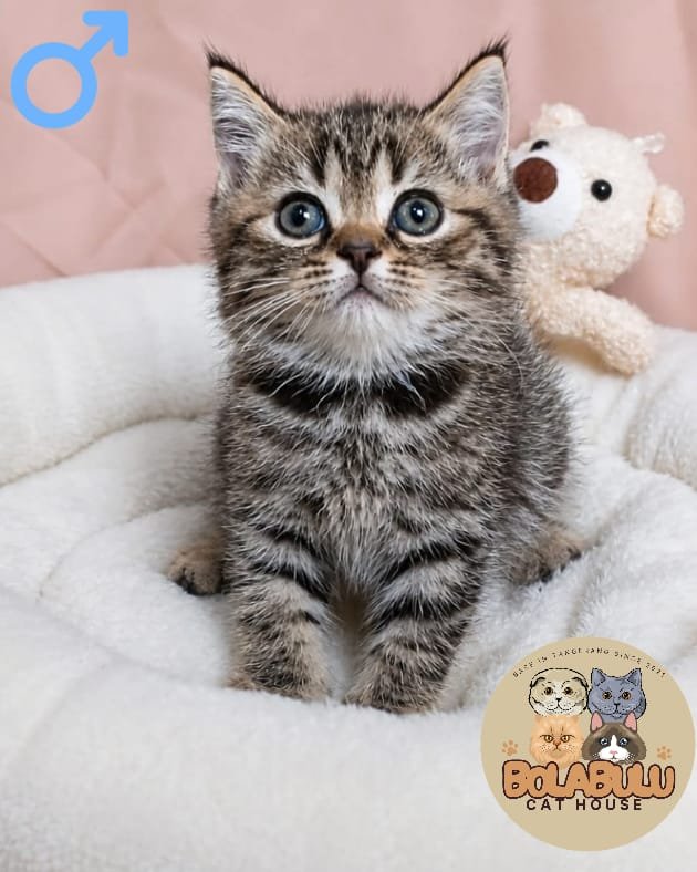 Leo kucing ras lucu Bola Bulu Cat House