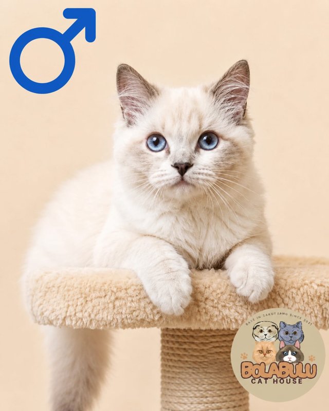 Noèl kucing ras lucu Bola Bulu Cat House