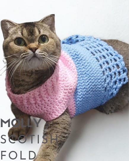 Azure British Shorthair (BSH) Tangerang