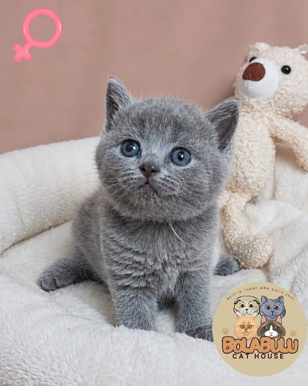 Elle kucing ras lucu Bola Bulu Cat House