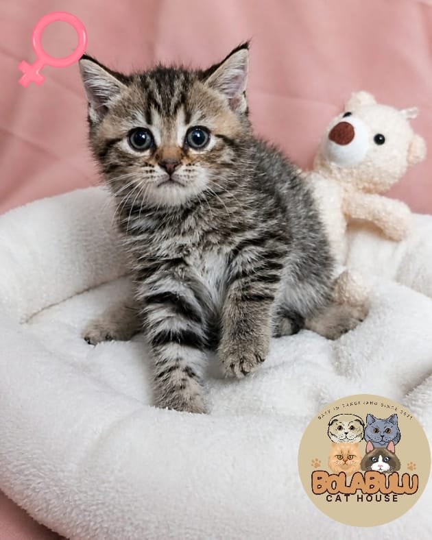 Honey kucing ras lucu Bola Bulu Cat House