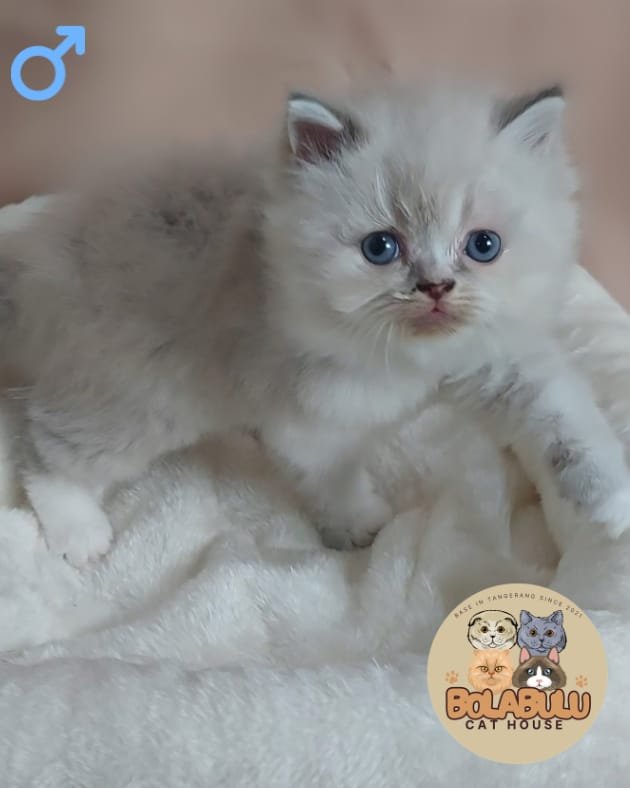 Elìo kucing ras lucu Bola Bulu Cat House