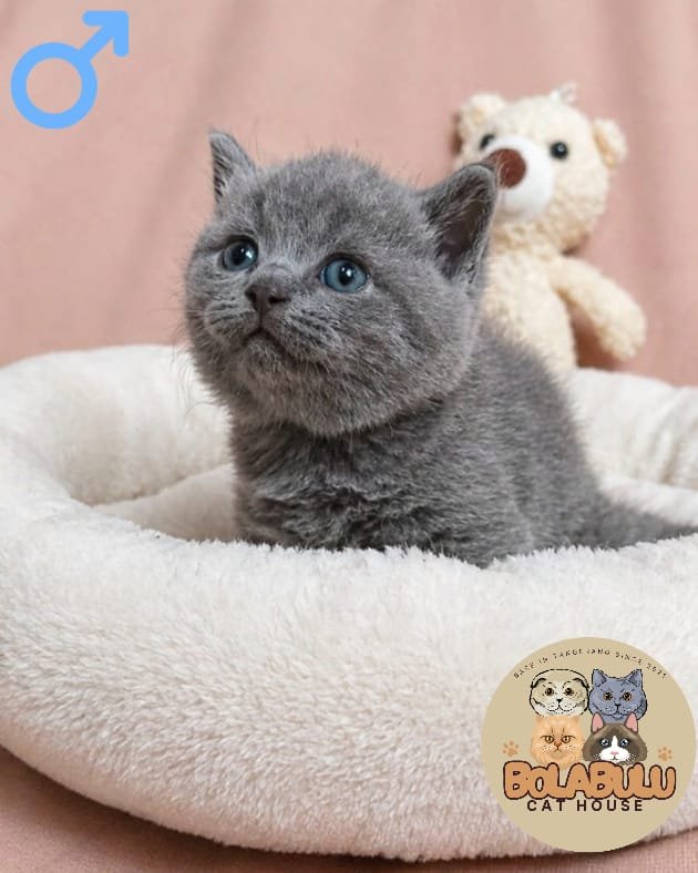 Greyson kucing ras lucu Bola Bulu Cat House